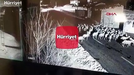 Kayseri'de aç kalan kurdun koyun sürüsüne saldırısı kamerada