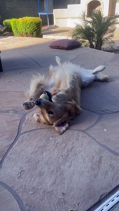 Golden Retriever Plays Catch With Herself