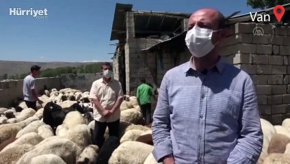 Devletin sürü desteği "tersine göç"ü başlattı