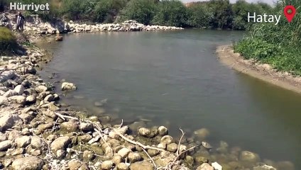 Asi Nehri'nde su seviyesi azalınca balıklar öldü