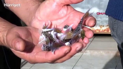 Balon balığı tebliği değişiyor, kuyruk alımı geri geliyor