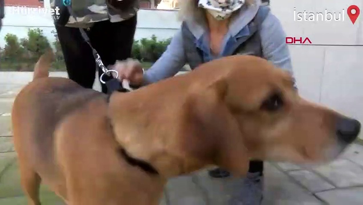 İntihar eden sahibinin vasiyetiydi... "Köpüş" sahiplendirildi