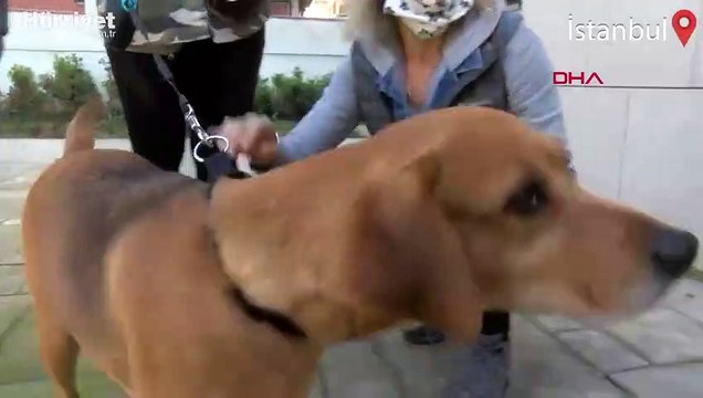 İntihar eden sahibinin vasiyetiydi... Köpüş sahiplendirildi