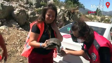 Köyceğiz'deki orman yangınına müdahale sürüyor