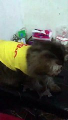 CUTE CAT WITH YELLOW  DRESS / SI KUCING LUCU PAKAI BAJU