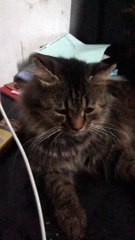 RELAXED CAT / KUCING LUCU SEDANG BERSANTAI