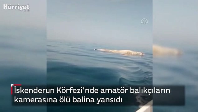 İskenderun Körfezi'nde amatör balıkçıların kamerasına ölü balina yansıdı
