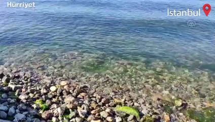 İstanbul kıyılarında müsilaj etkisini kaybetti
