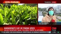 Karadeniz'de çay ve fındık göçü