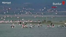 Flamingolar, suyu azalan Burdur Gölü'nde