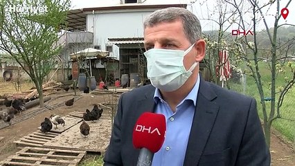 Tavuk yavru kedileri kanatlarının altına alıp koruyor