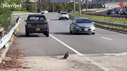 Yaralı şahin, hayvan koruma ekipleri tarafından kurtarıldı