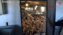 Coşkun Sabah, Eskişehir'de tavuk çiftliği kurdu