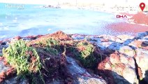 Kadıköy'de sahili kırmızı yosun sardı