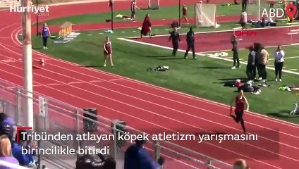 Tribünden atlayan köpek atletizm yarışmasını birincilikle bitirdi