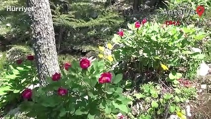 Şakayıkları koparmanın cezası kişilere 80 bin 465 TL