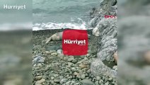 Akdeniz foku, Hatay'da cep telefonuyla görüntülendi
