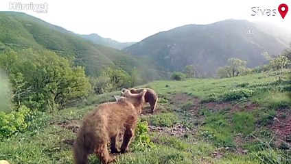 Boz ayı ailesinin banyo keyfini fotokapan görüntüledi