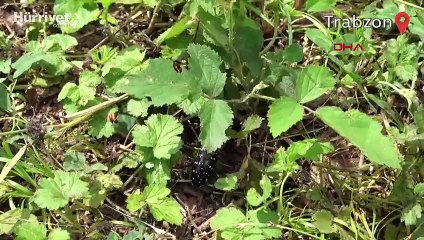 Fındıkta 'drakula' böceği tehlikesi büyüyor