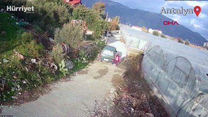 Tavus kuşu hırsızlığı kamerada