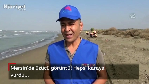 Mersin'de, Suriye kaynaklı petrol sızıntısına ilişkin temizlik çalışması başlatıldı