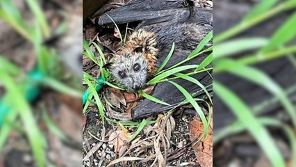 It's not just humans feeling the effects of wild weather, a particularly dangerous time for wildlife due to breeding season