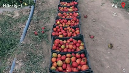 ''Arpa bile yetişmez" denilen yerde tonlarca sebze meyve üretiyorlar