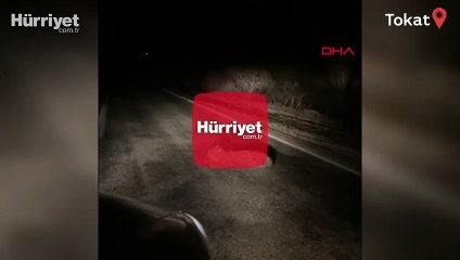 Vaşak, yol ortasında görüntülendi