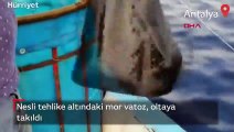 Antalya'da nesli tehlike altındaki mor vatoz, oltaya takıldı