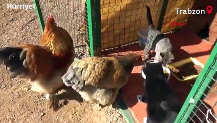 Yavru kedi, horoz ve tavuklarla birlikte kümeste yaşıyor