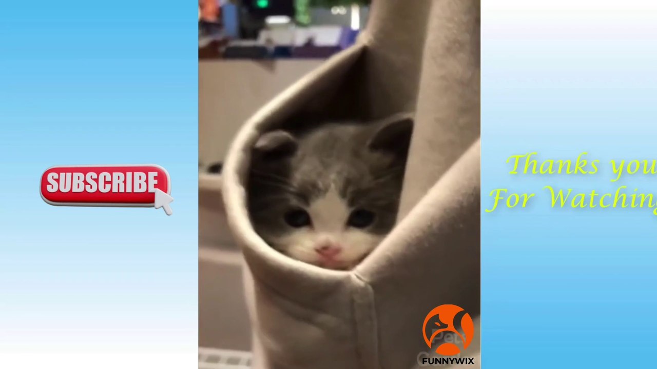 Viral dog video | Try not to laugh challenge video | Funny dogs video