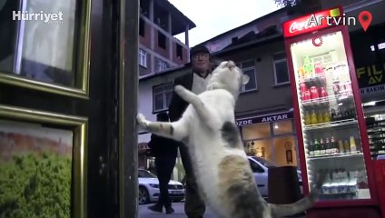 Maskot kedi esnaftan böyle yiyecek istiyor