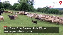 Bolu Ziraat Odası Başkanı: 4 bin 500 lira maaşa çoban bulamıyoruz