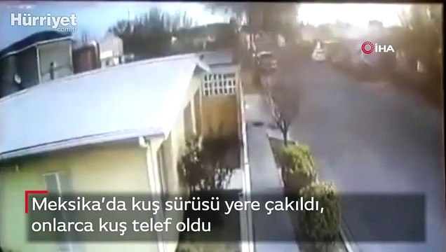 Meksika’da kuş sürüsü yere çakıldı, onlarca kuş telef oldu