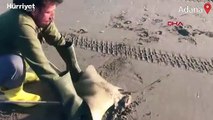 Kıyıya vuran 'mandabaş vatozu' böyle hayata döndürüldü