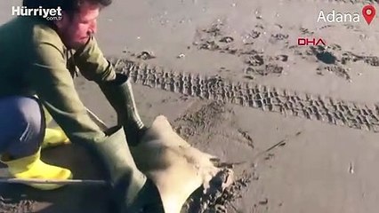 Kıyıya vuran 'mandabaş vatozu' böyle hayata döndürüldü