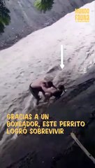 Boxeador arriesgó su vida para salvar a un perrito durante el ciclón 'Julia'