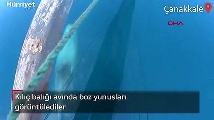 Kılıç balığı avında boz yunusları görüntülediler