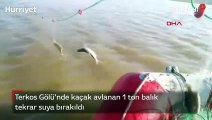 Terkos Gölü'nde kaçak avlanan 1 ton balık tekrar suya bırakıldı