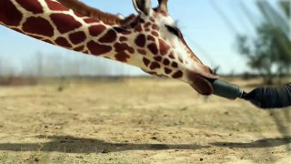 Giraffe vs Elephant fight for water