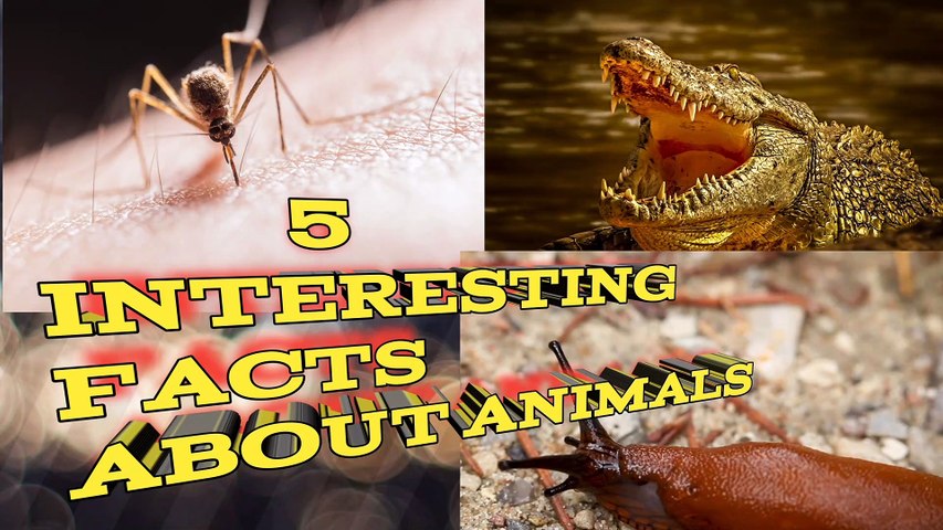 5 INTERESTING FACTS ABOUT ANIMALS / ENGLISH FACTS/ANIMALS FACTS - video  Dailymotion