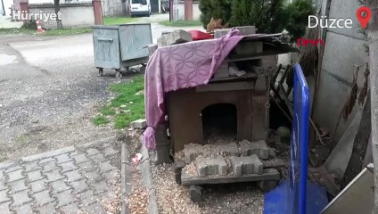 İş yerinin önündeki yavru köpeği çaldılar