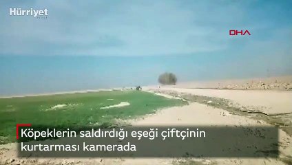 Köpeklerin saldırdığı eşeği çiftçinin kurtarması kamerada
