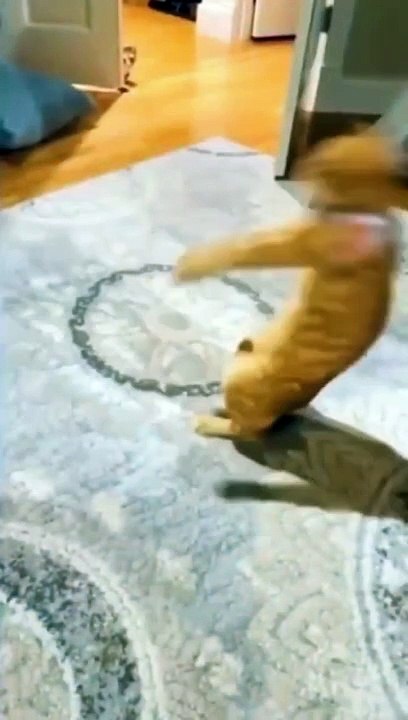 Video random para kucing