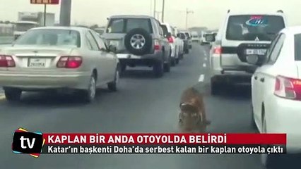 Otoyolda bir anda beliren Kaplan büyük korku yarattı