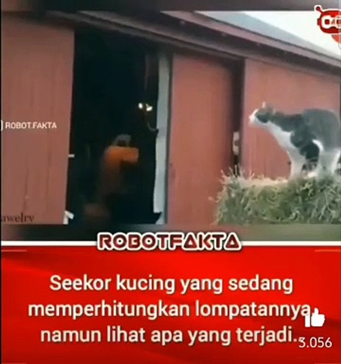 Perhitungan kucing