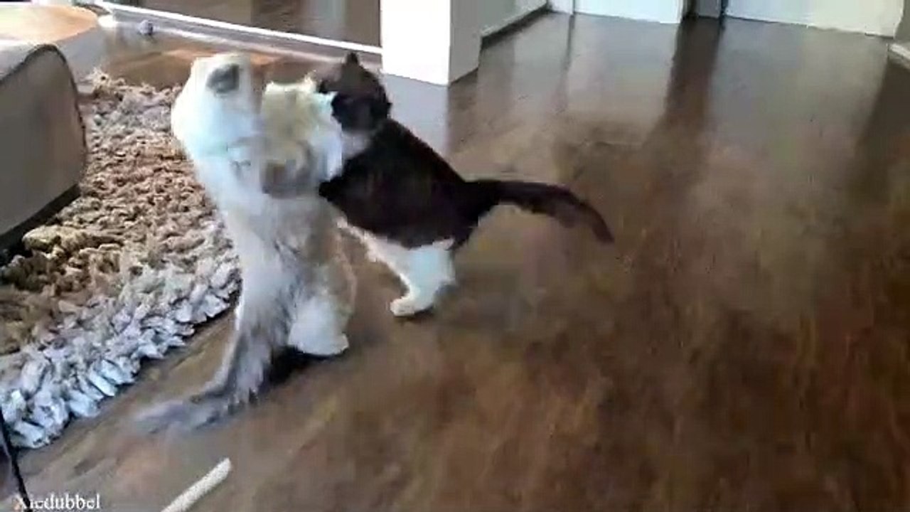 FUNNY FIGHTING CAT / SERUUU SI KUCING LUCU BERANTEM