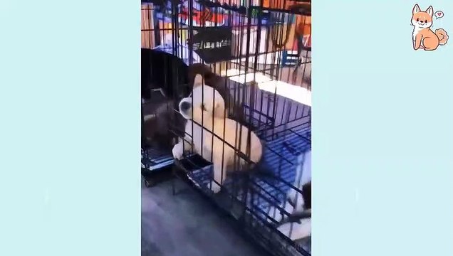 Funny Dogs - Don't try to stop laughing - Funniest DOGS Ever#Dogs#Animal#Funny Dogs#Funny Animals