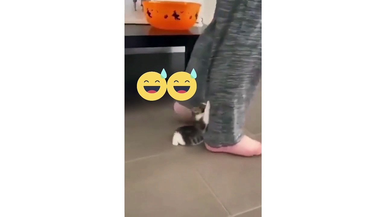 Cat funny 