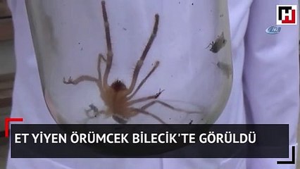 Et yiyen örümcek Bilecik'te görüldü